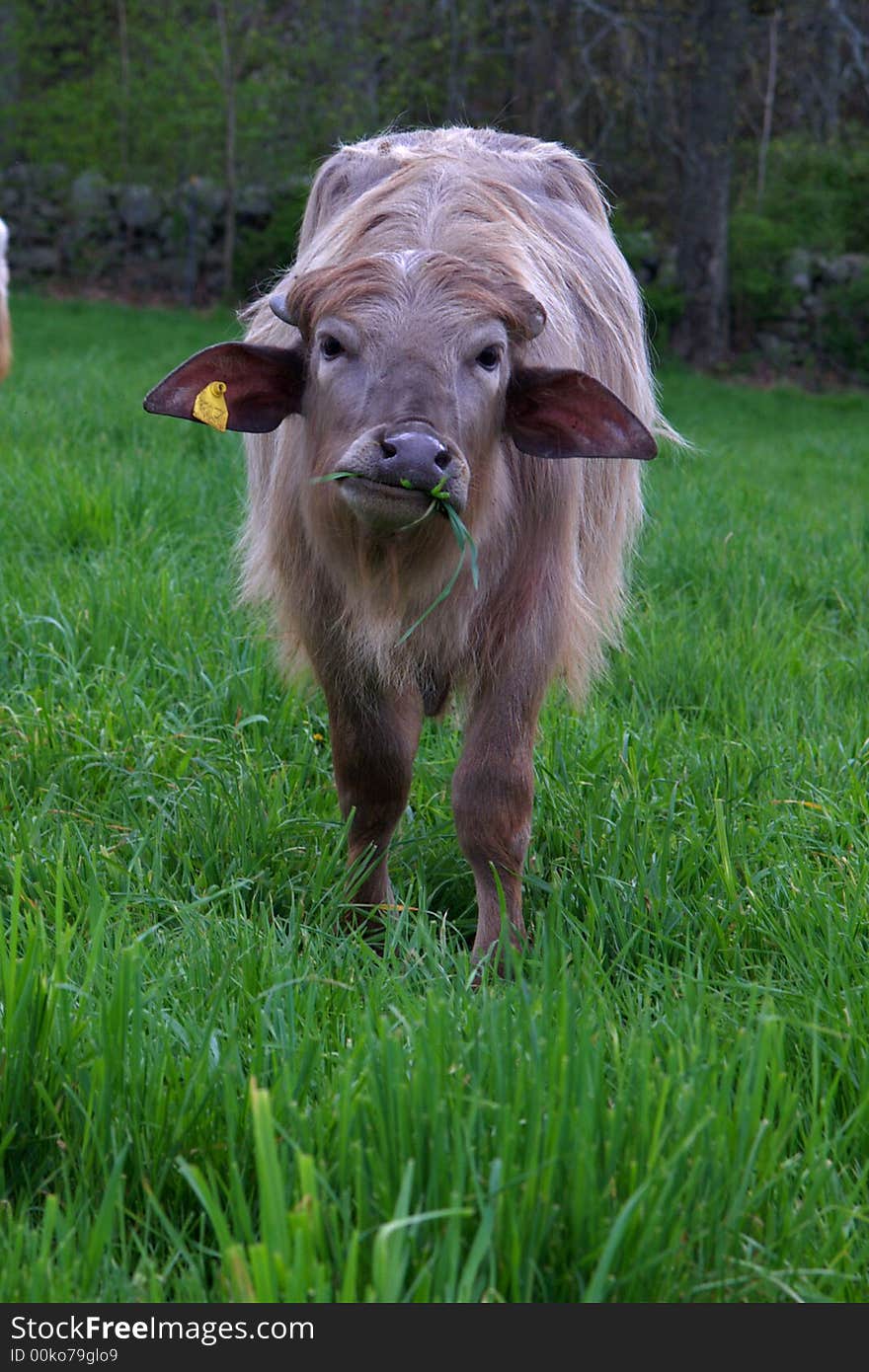 A water buffalo eats grass. A water buffalo eats grass