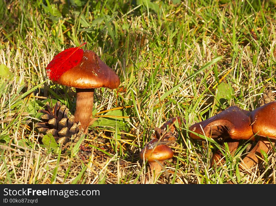 Nice poison mushrooms in the forest