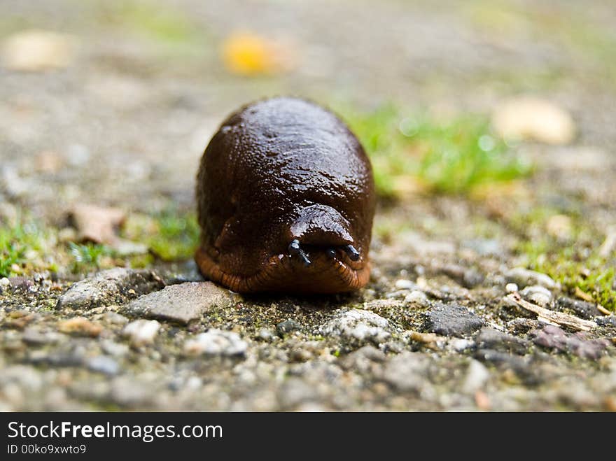 Snail with focus on the eyes