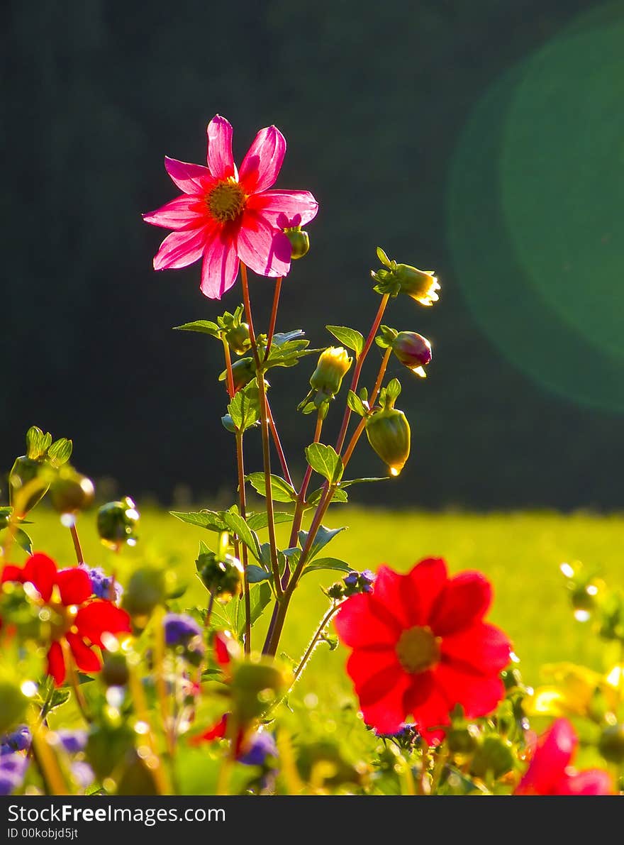 A photo is done in the morning in a park. A sun lights behind. A photo is done in the morning in a park. A sun lights behind.