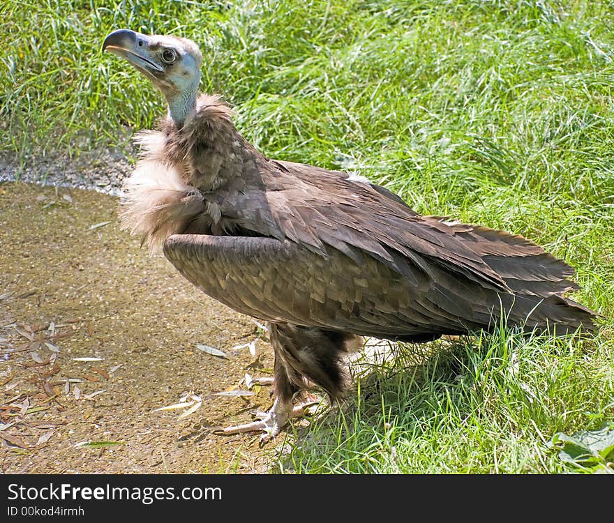 Eurasian black vulture 4