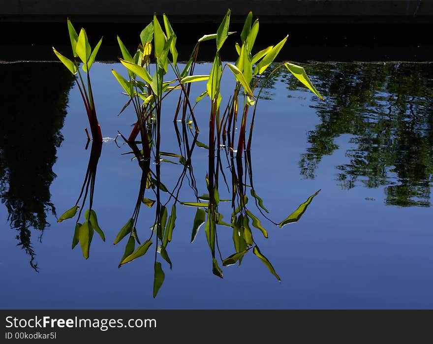 Graceful water plant glows in the sun and reflects in the water. Graceful water plant glows in the sun and reflects in the water