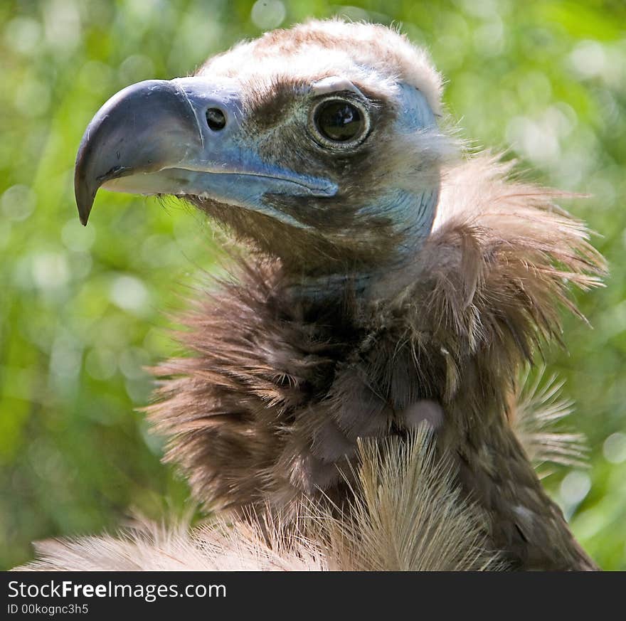 Eurasian Black Vulture 5