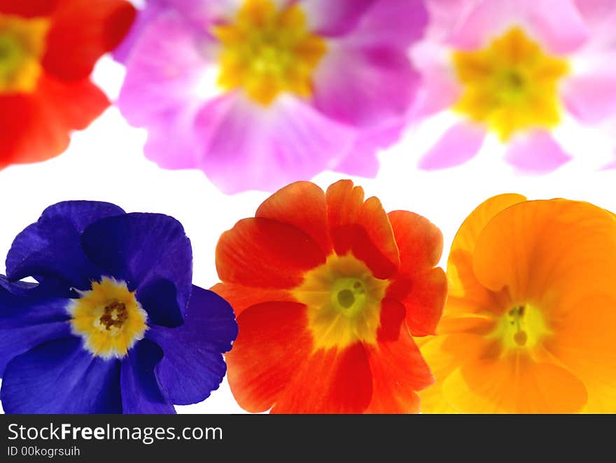 Primula flowers with different color