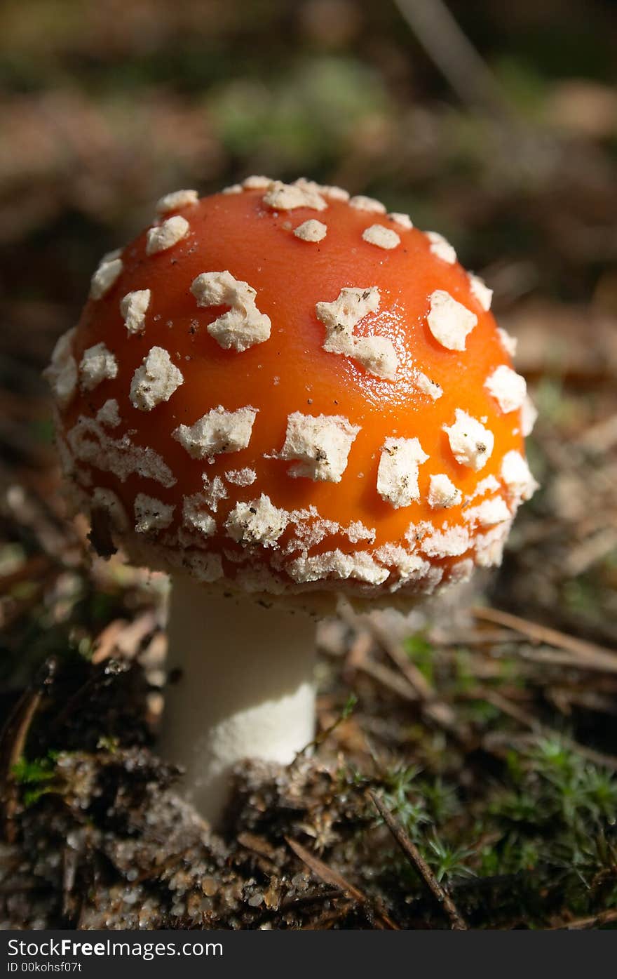 Fly-agaric mushroom