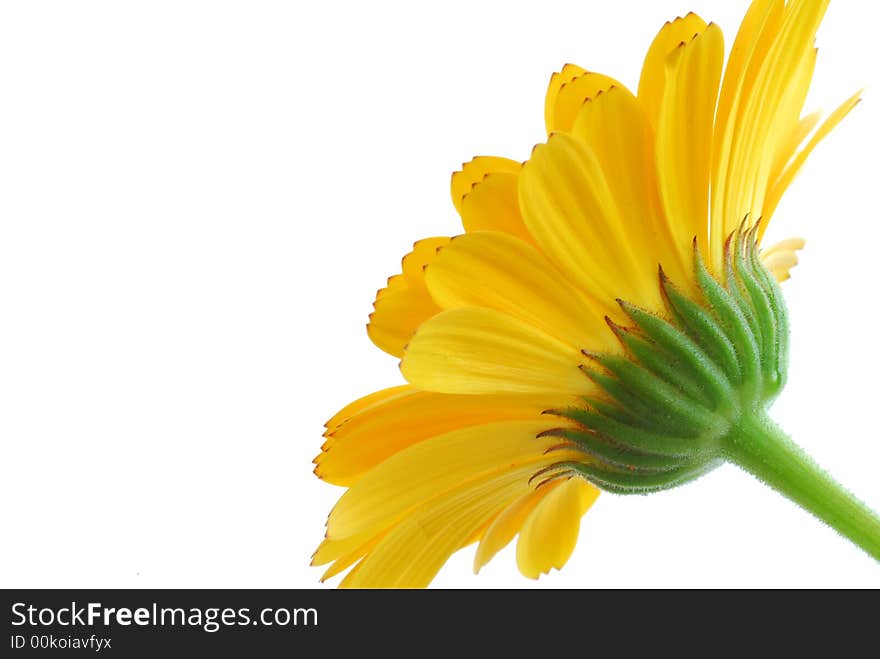 Close up of yellow flower