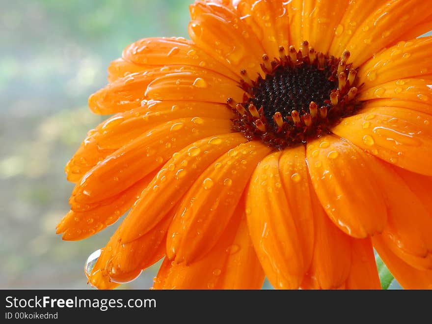 Water drops on orange gerber