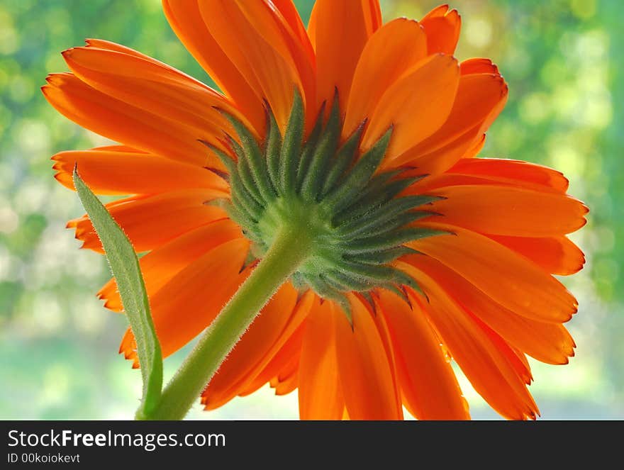 Orange gerber against blur background