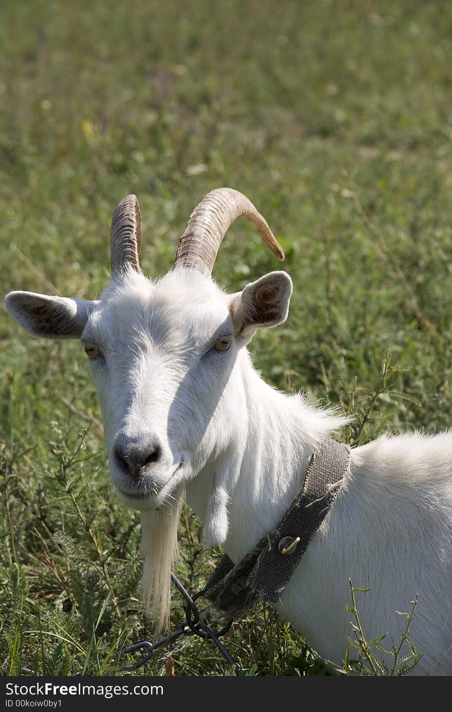 Old goat laying on a pasture in a collar on a circuit