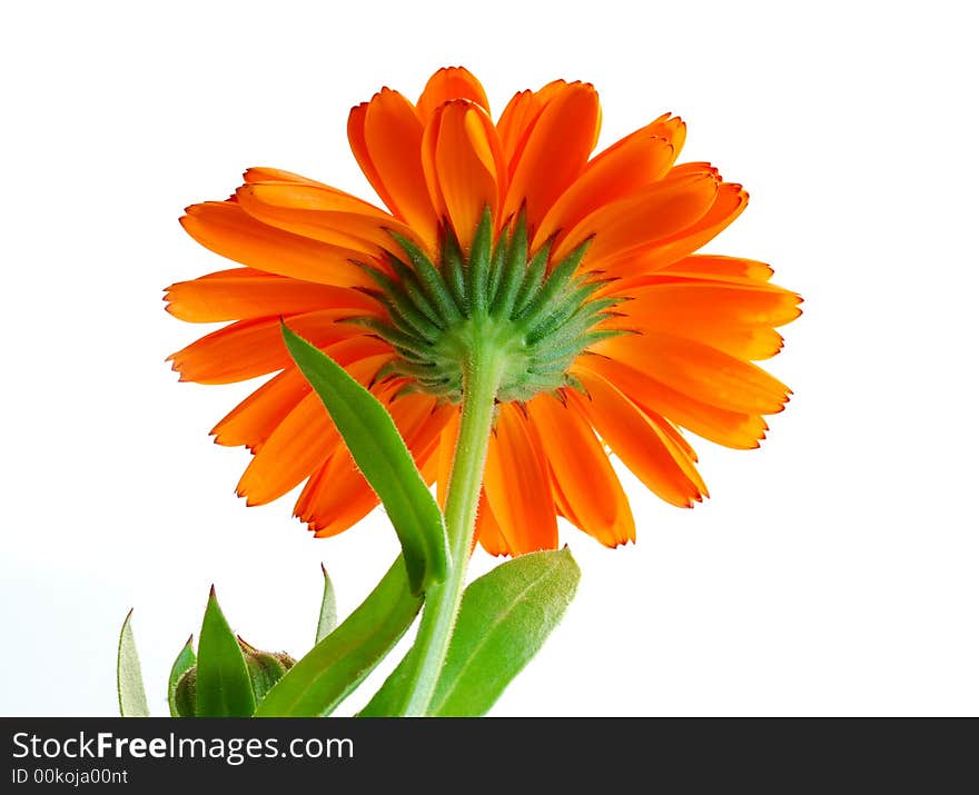 Orange gerber against white background