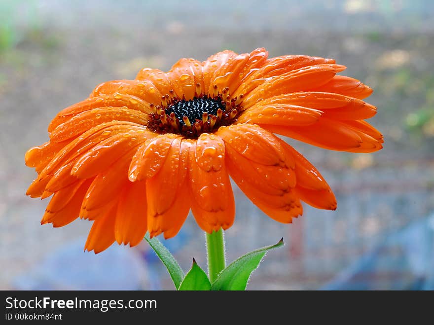 Orange gerber flower under rain