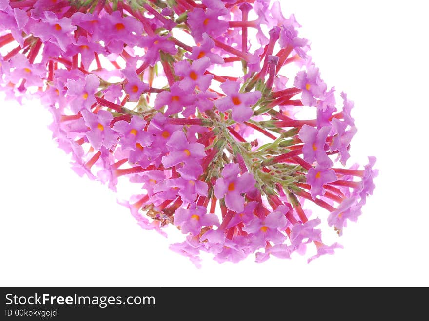 Pink flower on white background. Pink flower on white background