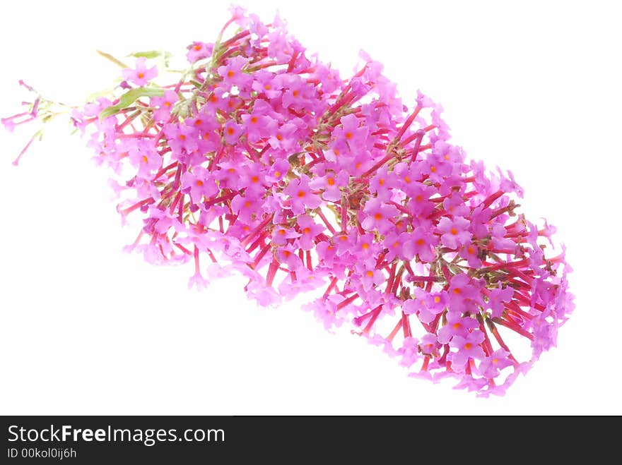 Close up of pink flower on white background