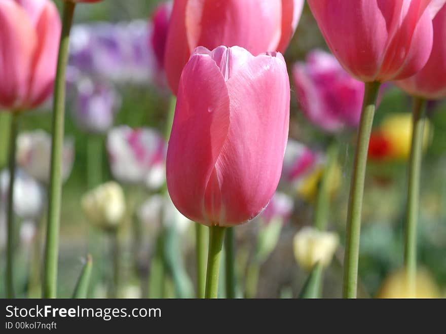 Pink tulips with blur background