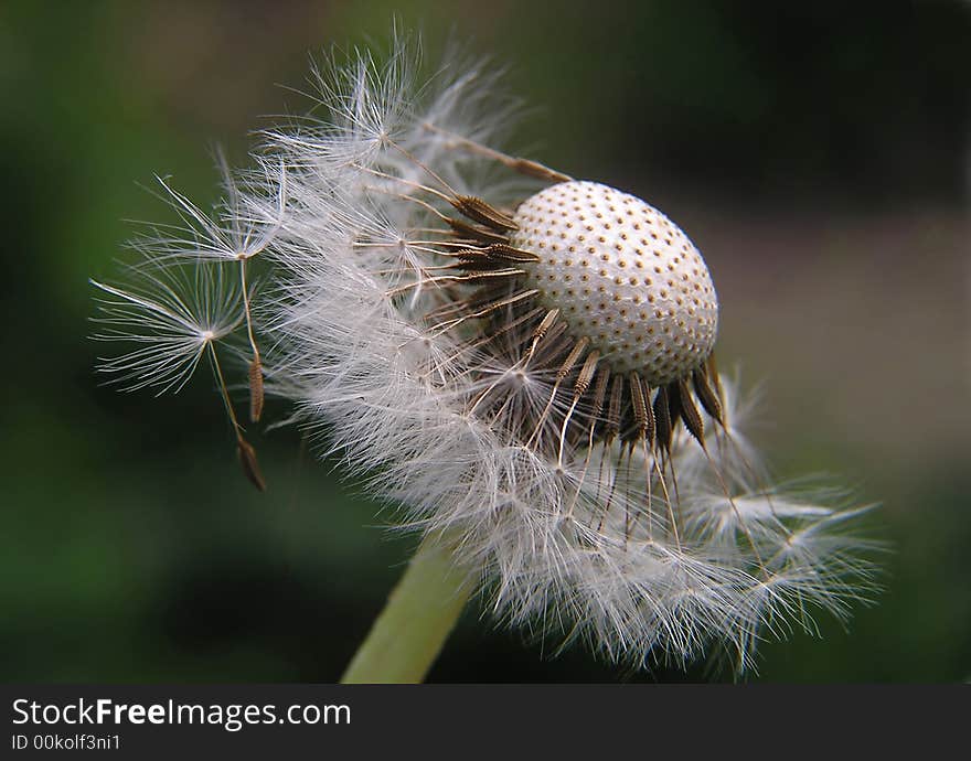 Close up of dandelion against natural background. Close up of dandelion against natural background