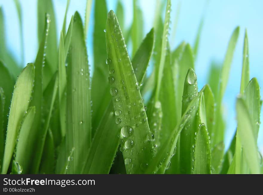 Rain drops on green grass