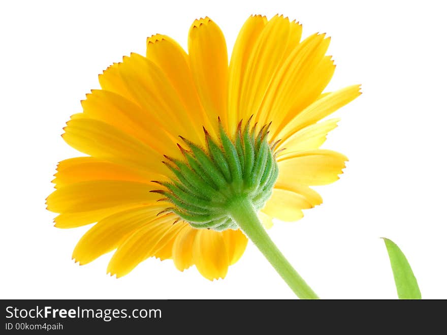 Yellow flower against white background