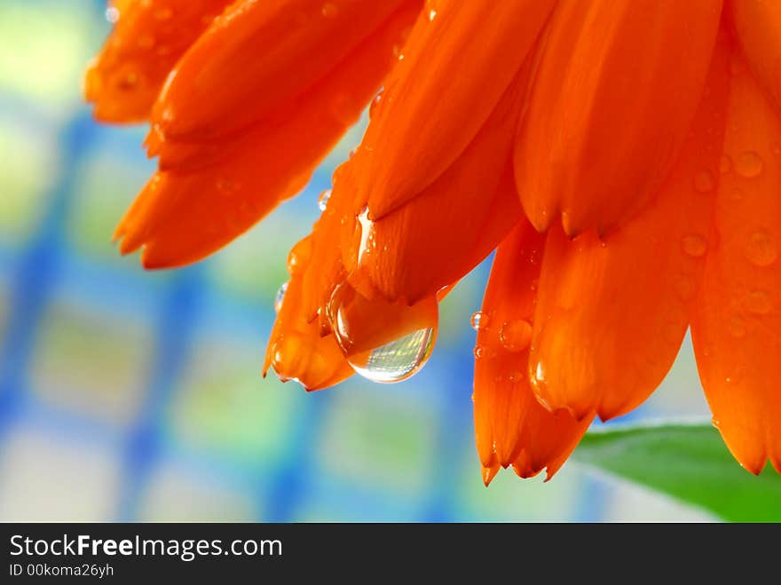 Water drops hanging from flower