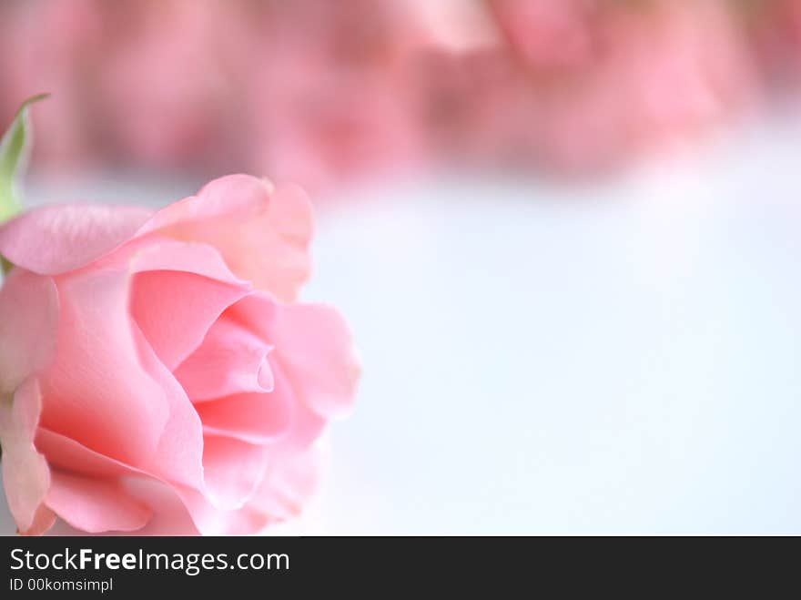 Pink rose on white background