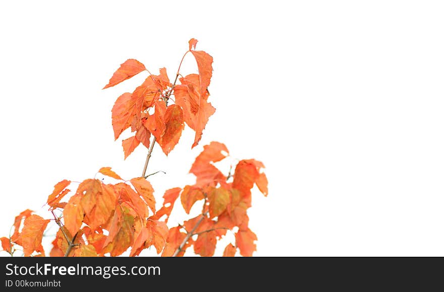 Birch branch with red leaves