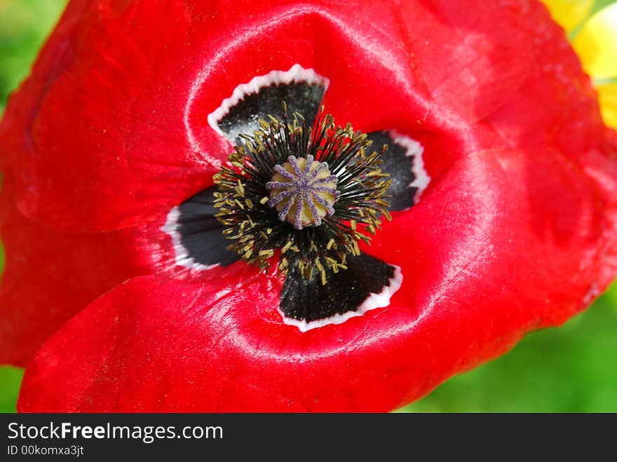 Close up of red poppy