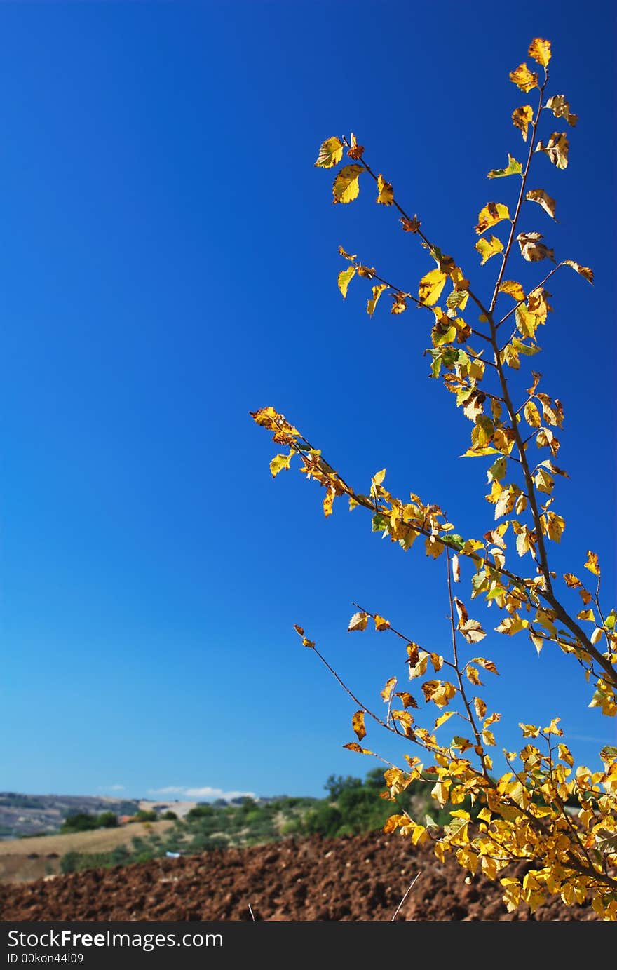 Yellow tree branch over clear blue sky and rural background. Yellow tree branch over clear blue sky and rural background