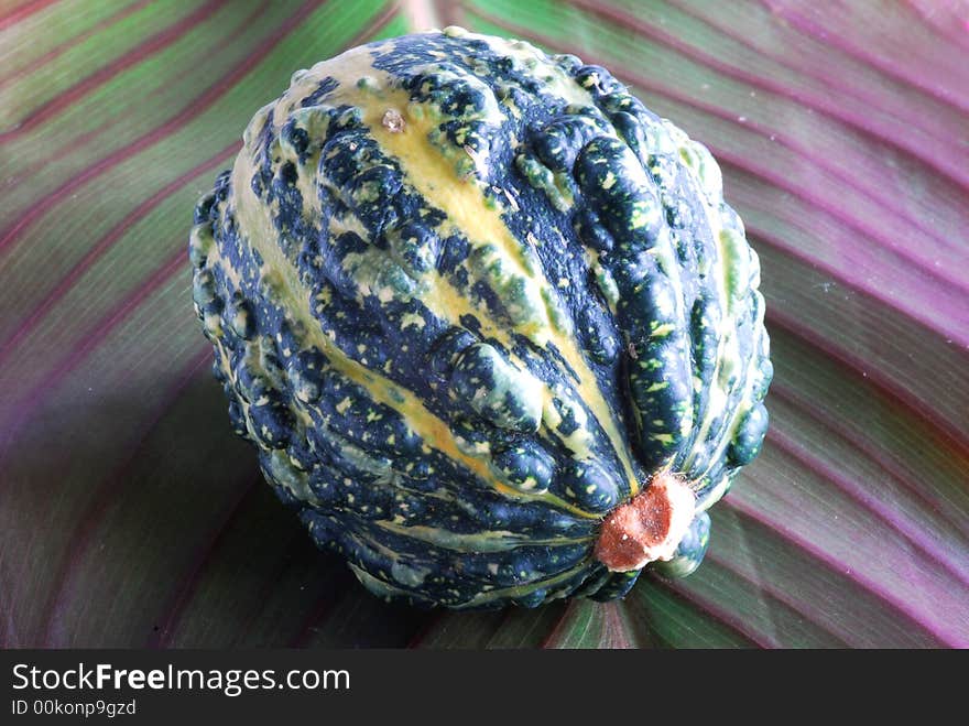 Little green pumpkin on big leaf