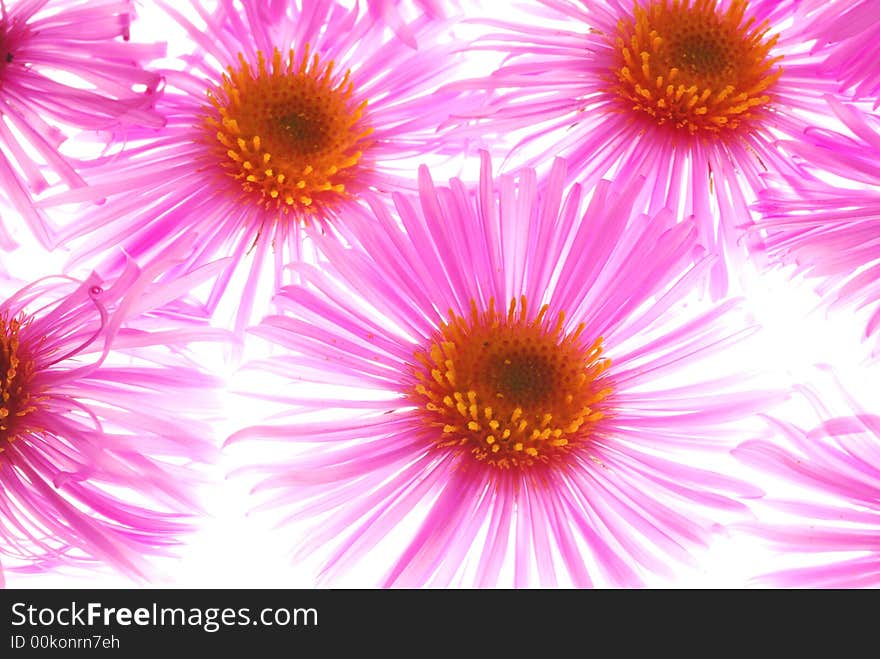 Pink asters on light box