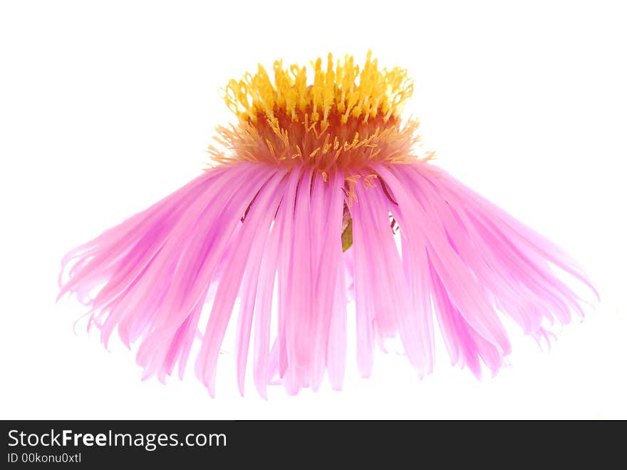 Pink aster