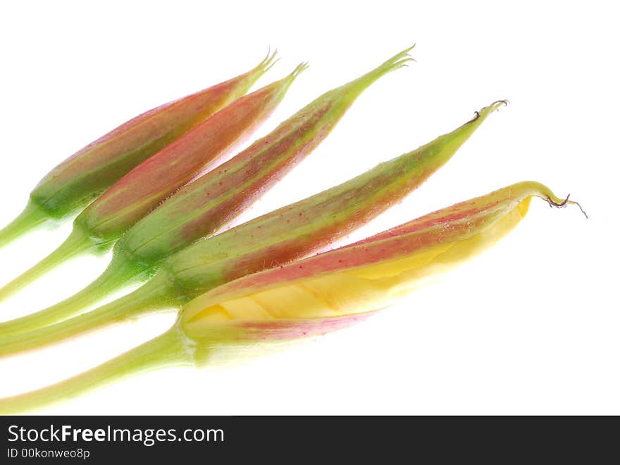 Bloom of wild flowers on white background