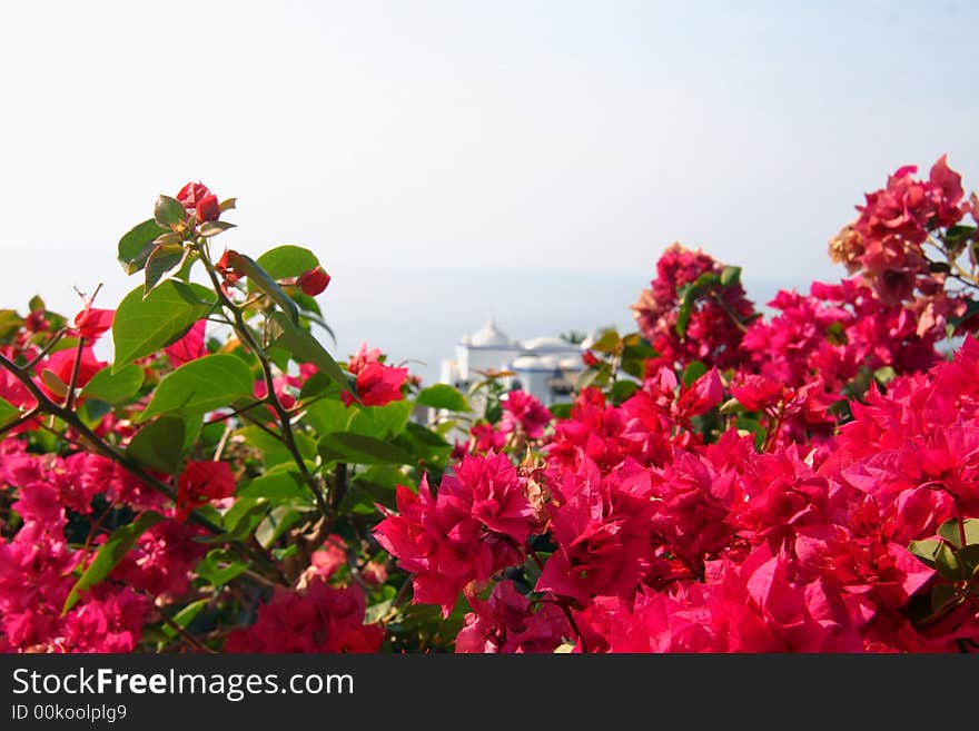 Pink blossoms with seaside mansion in background. Pink blossoms with seaside mansion in background