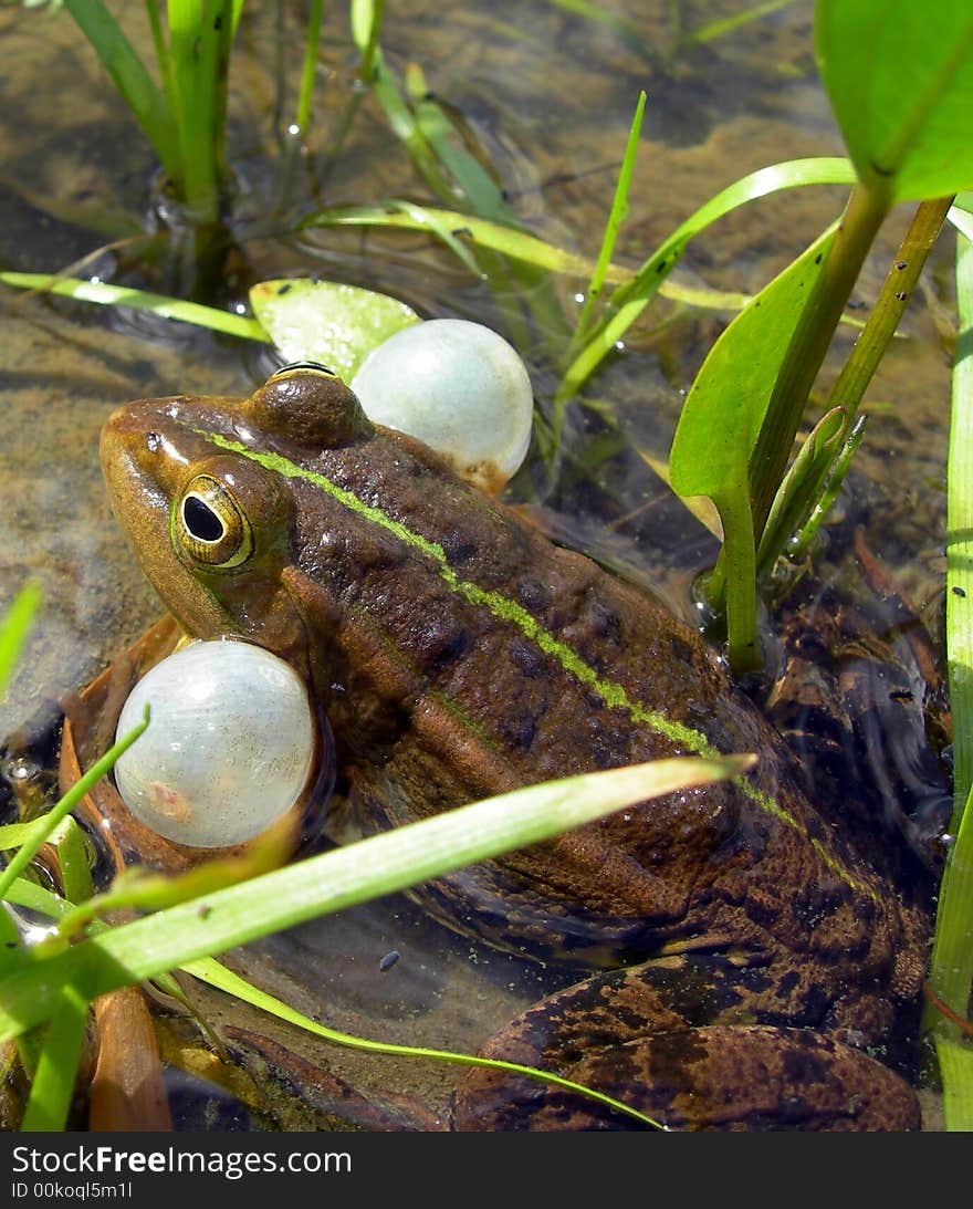 Singing frog