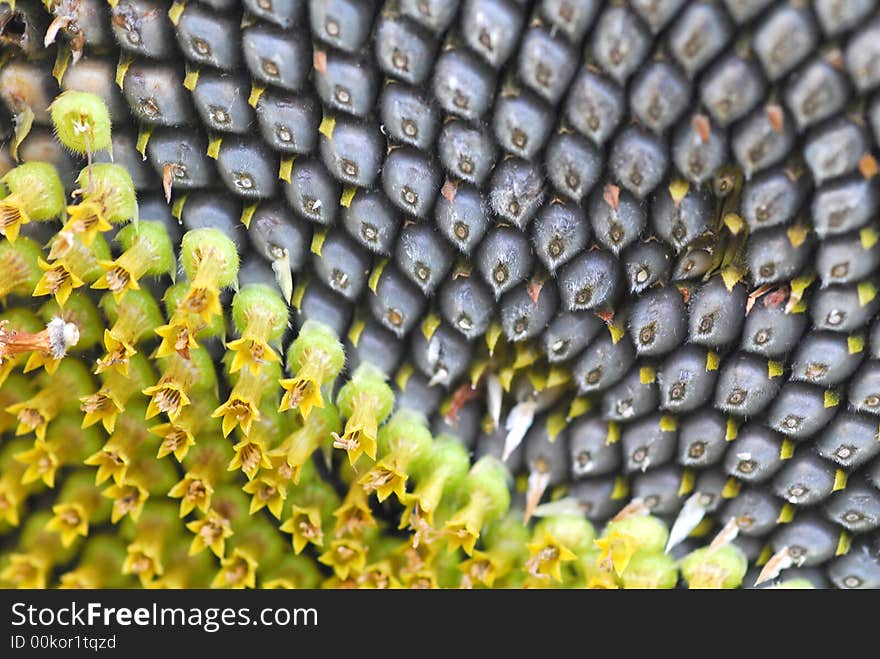 Close up of sunflower seeds. Close up of sunflower seeds