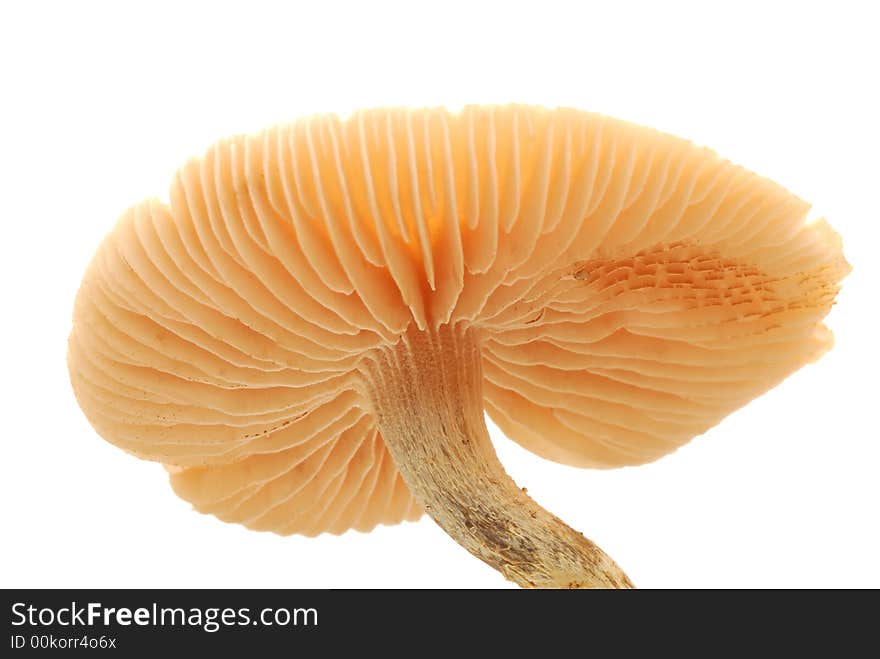 Close up of mushroom against white background