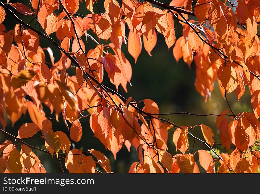 Colourful autumn leaves on beautiful sunny day