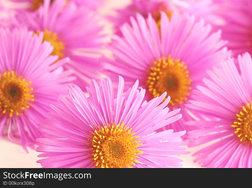 Pink asters with blur background