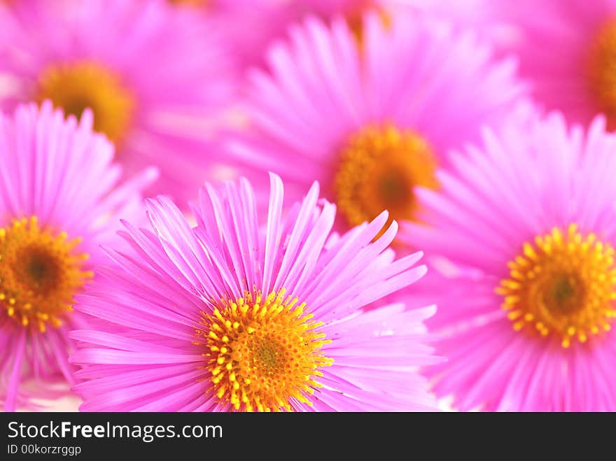 Asters