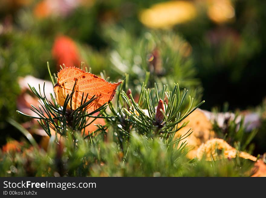 Colourful autumn leaves on beautiful sunny day