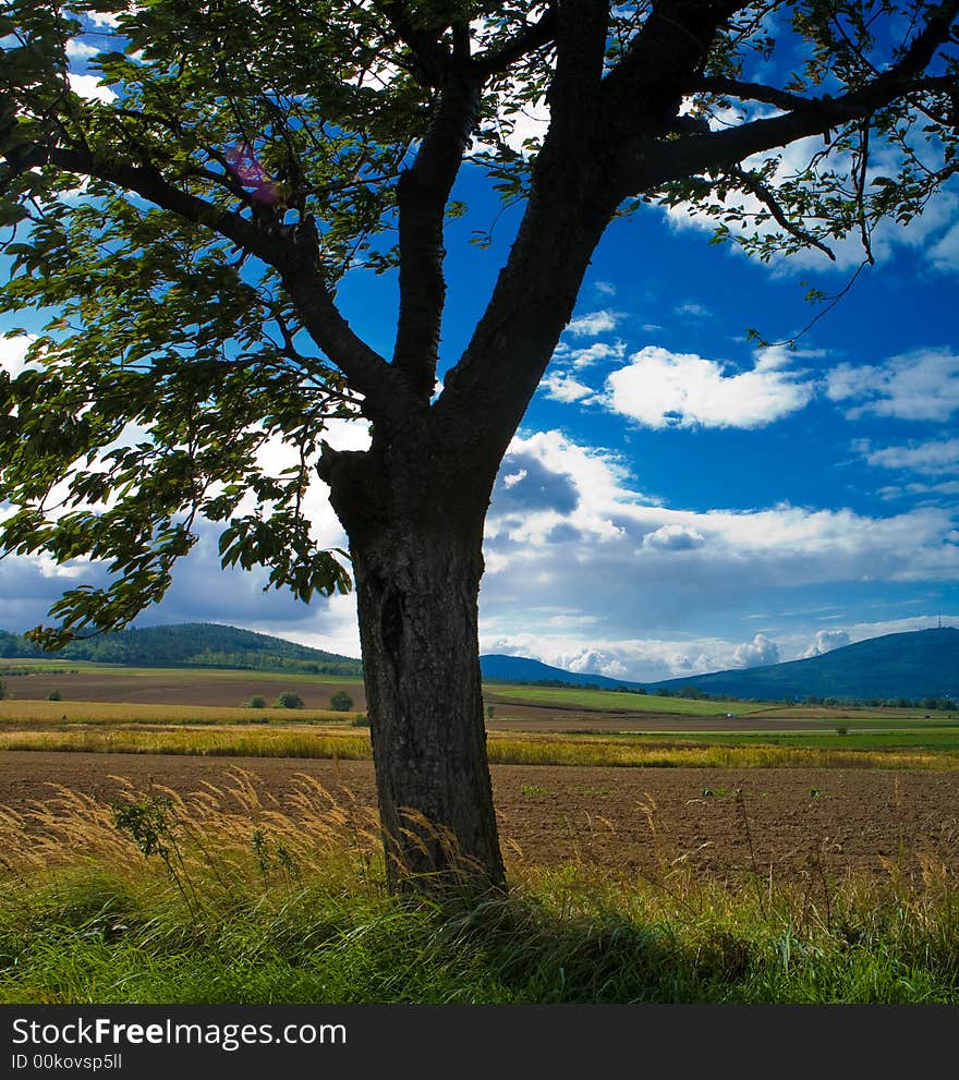 Tree in the Polish landscape