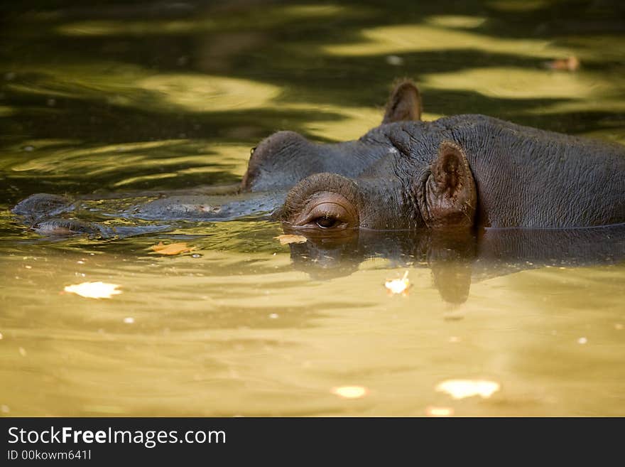 Hippo