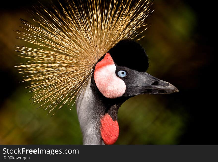 Crown Crane