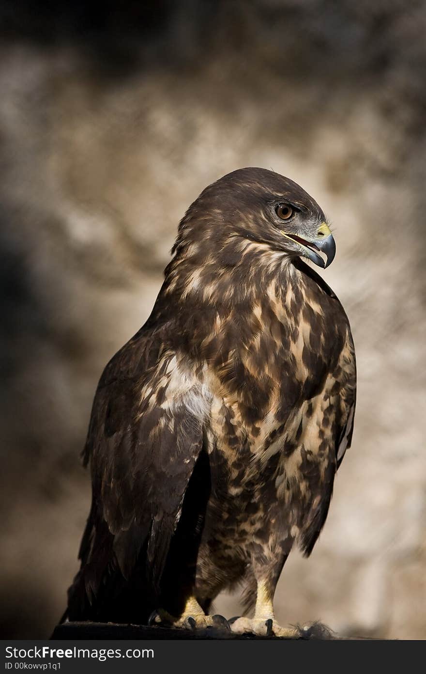 Proud Buzzard posing for a photo