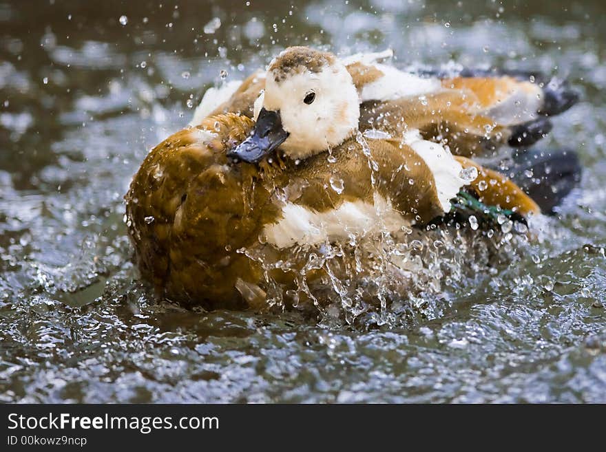 Beautiful duck posing for a photo