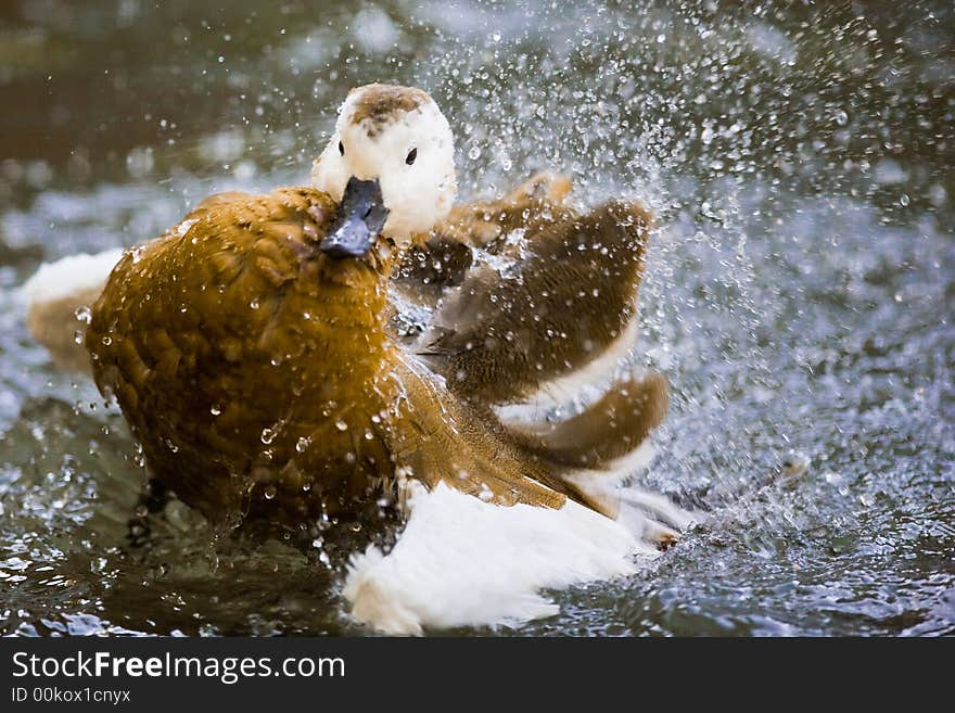 Beautiful duck posing for a photo