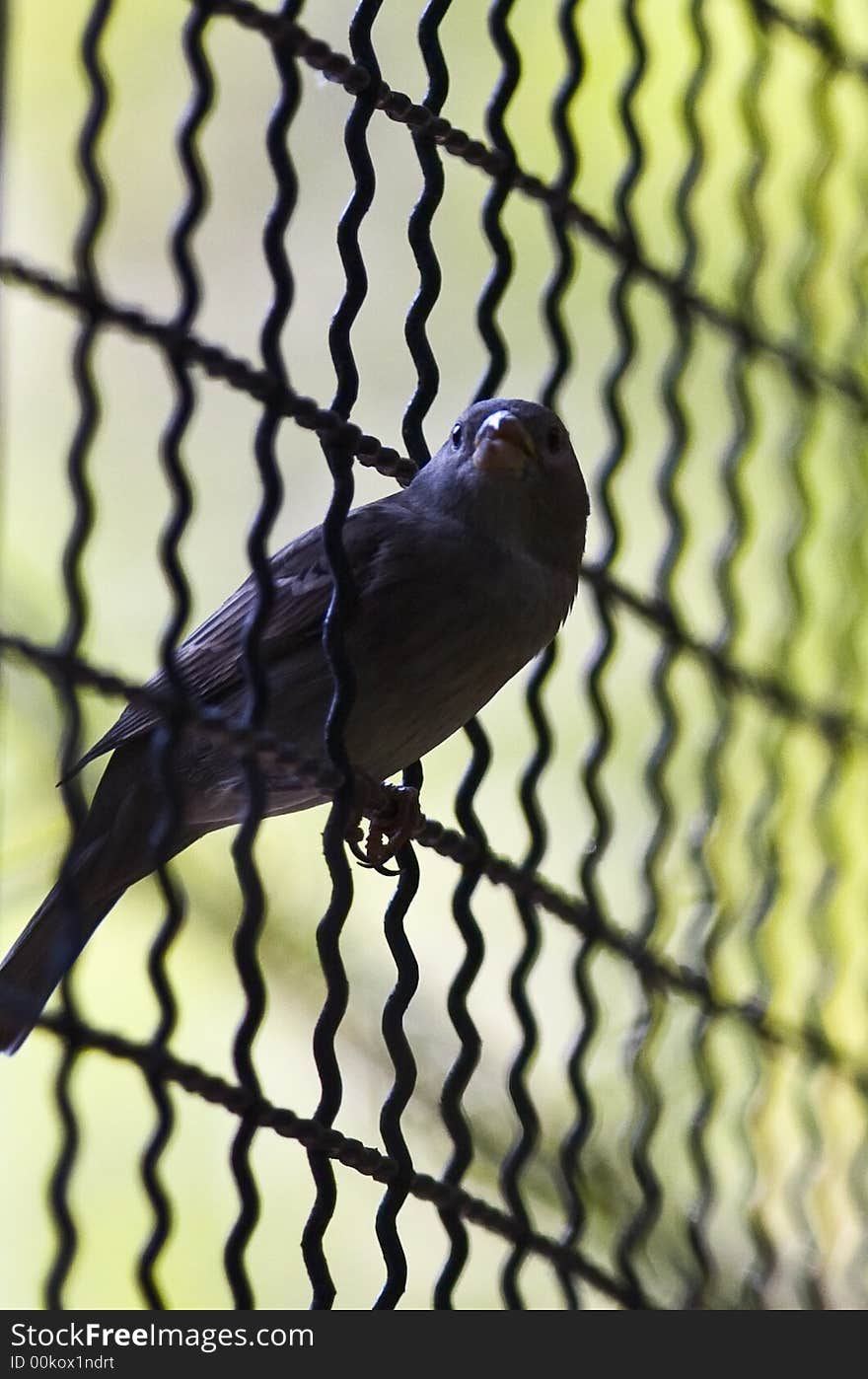 Beautiful sparrow posing for a photo