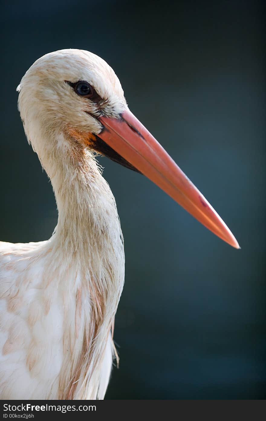 Stork