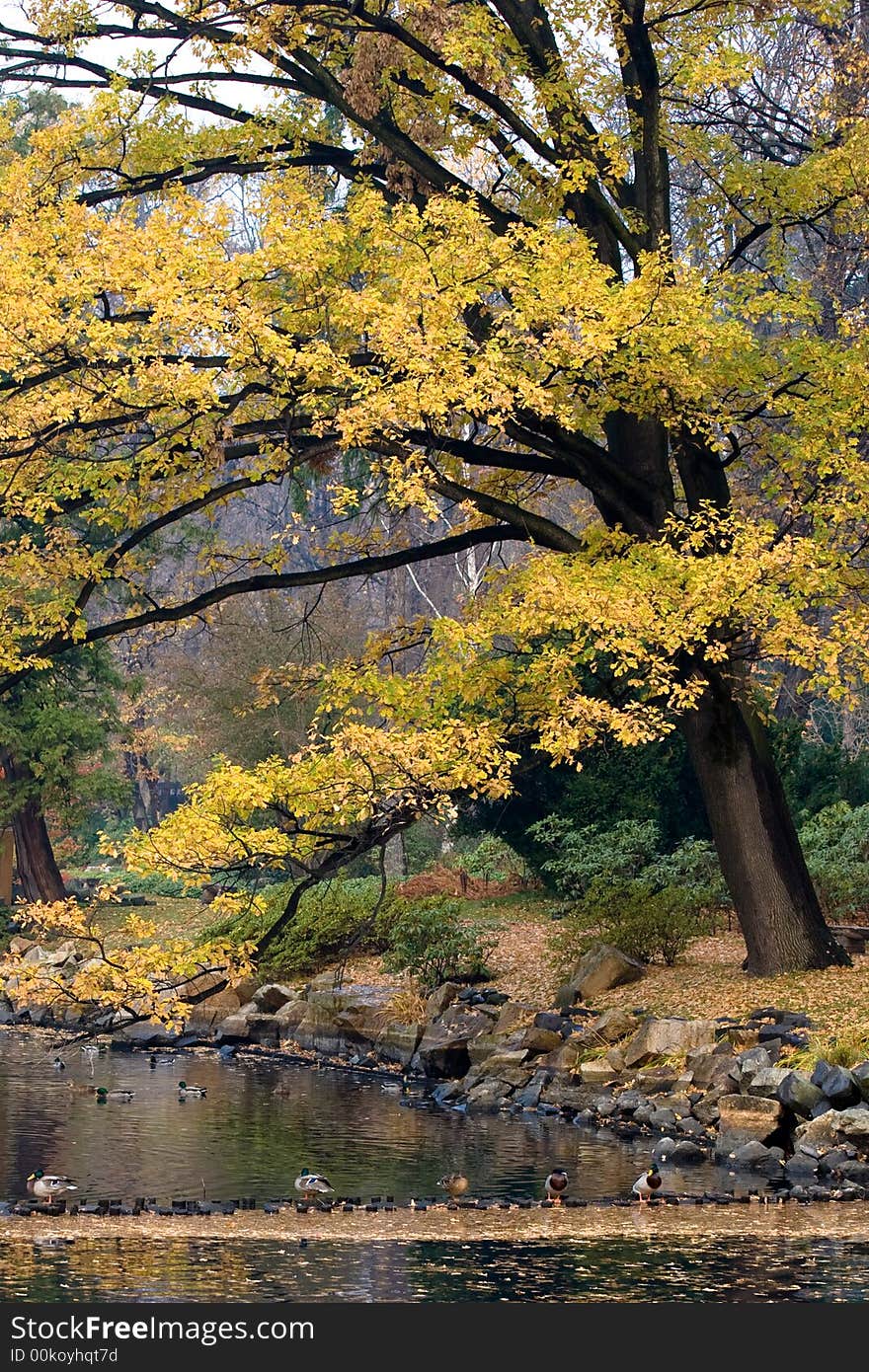 Japanese Park in the city of Wroclaw in Poland