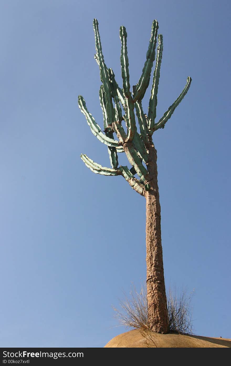 Tall Cactus