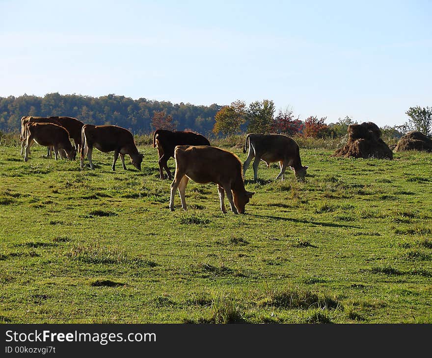 Cows graze in a meadow on a farm. Cows graze in a meadow on a farm