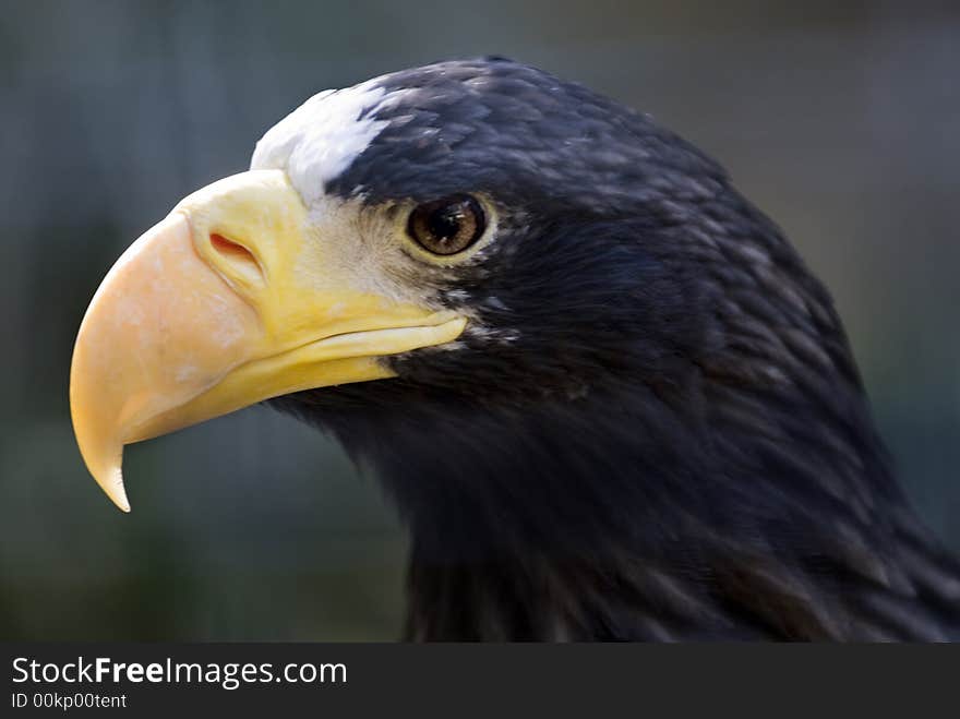 Steller s Sea eagle